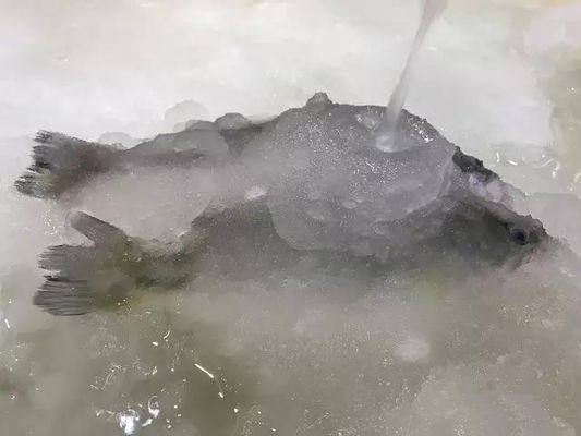 समुद्री भोजन के लिए 3T / 24H स्लरी आइस मशीन आइस मेकिंग मशीन